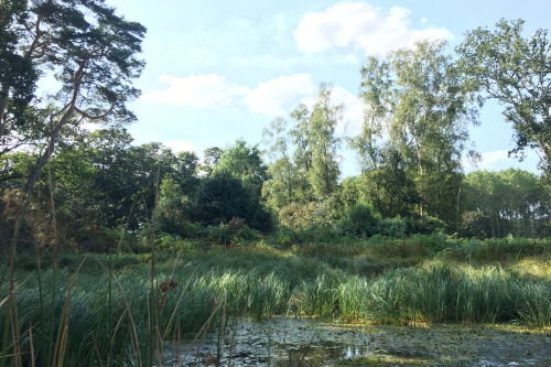A pondscape